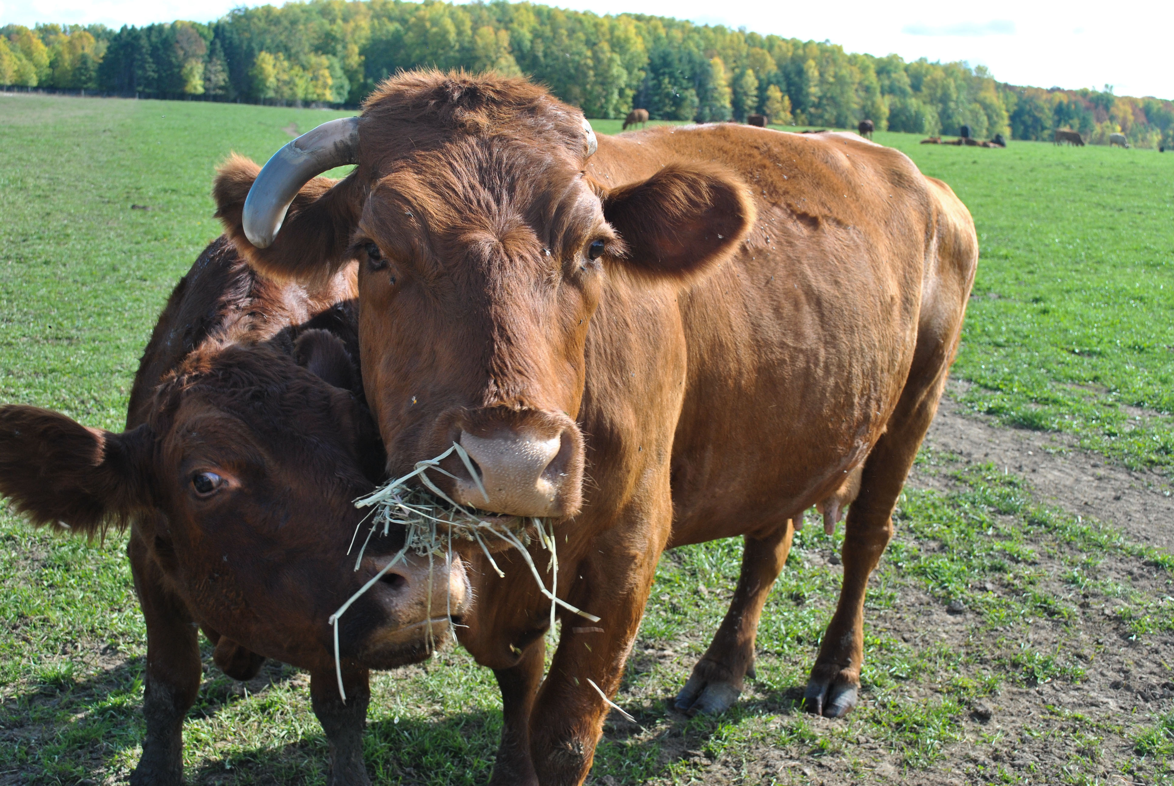 Sept 2012_20120929_91 Strawberries For Supper